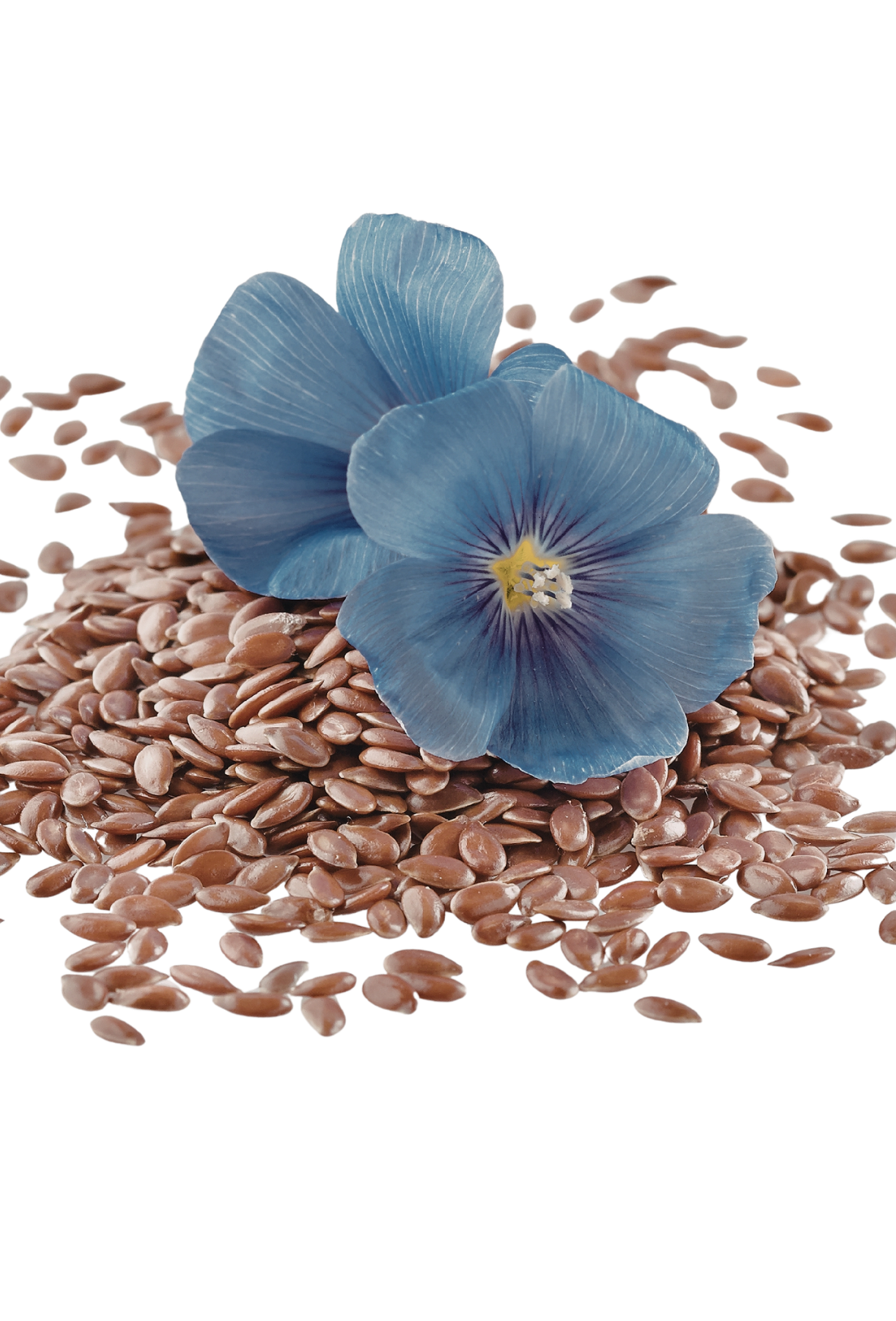 Flax botanical visual