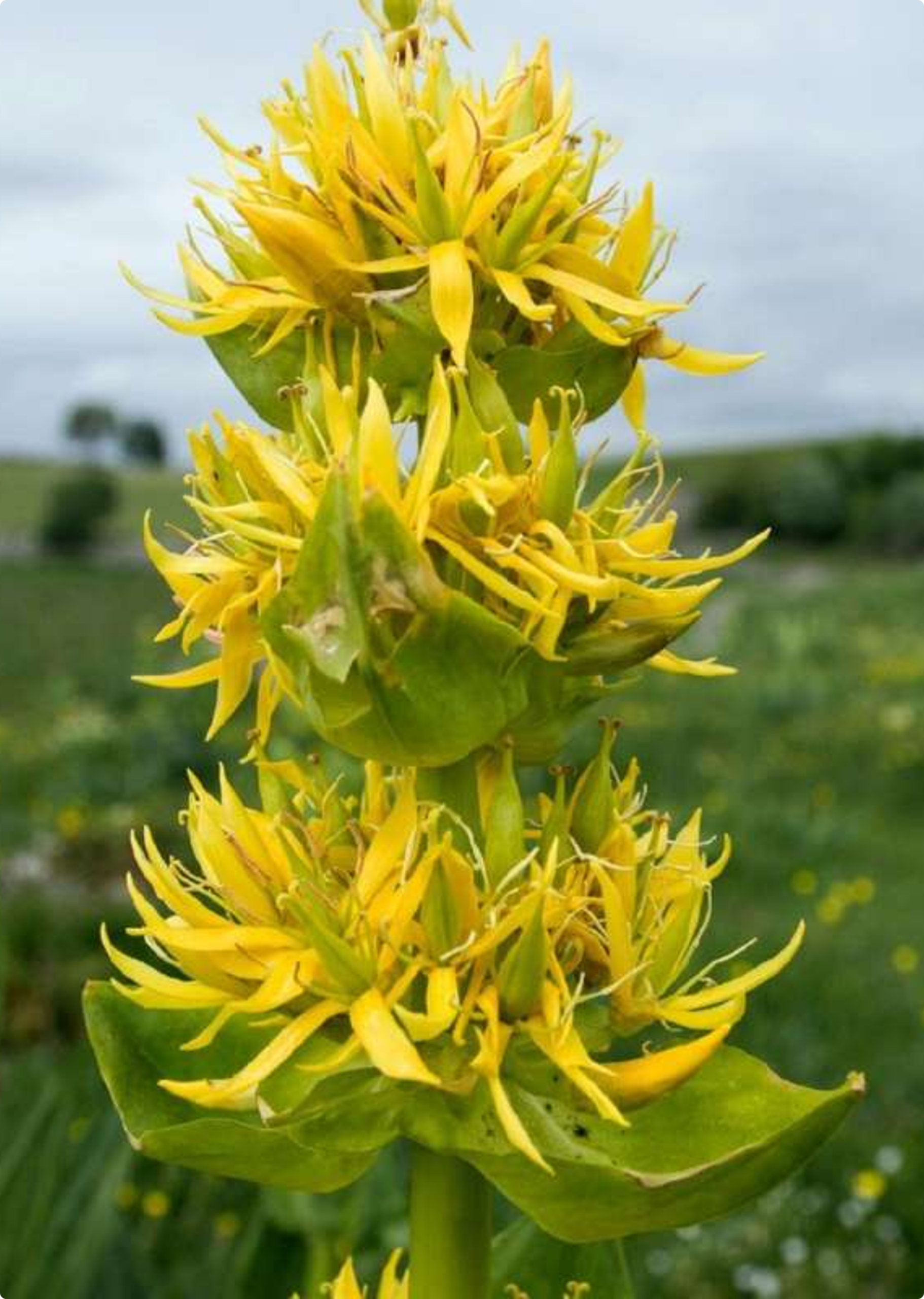 Gentian botanical visual