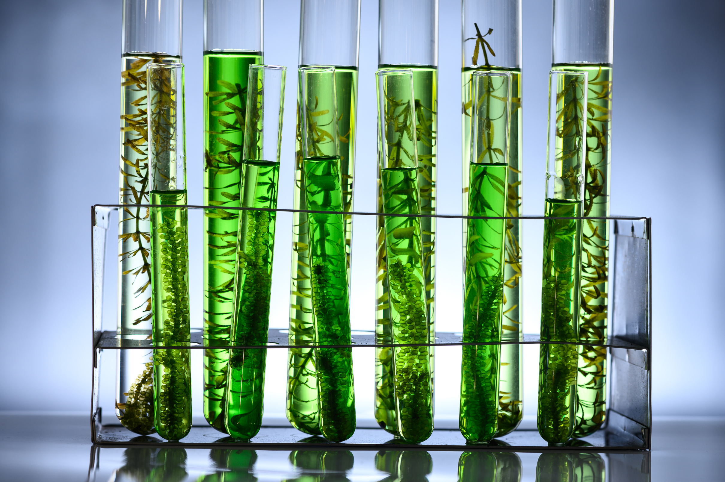 Algae Biofuel Tube in Biotech Laboratory, Photobioreactor in Lab