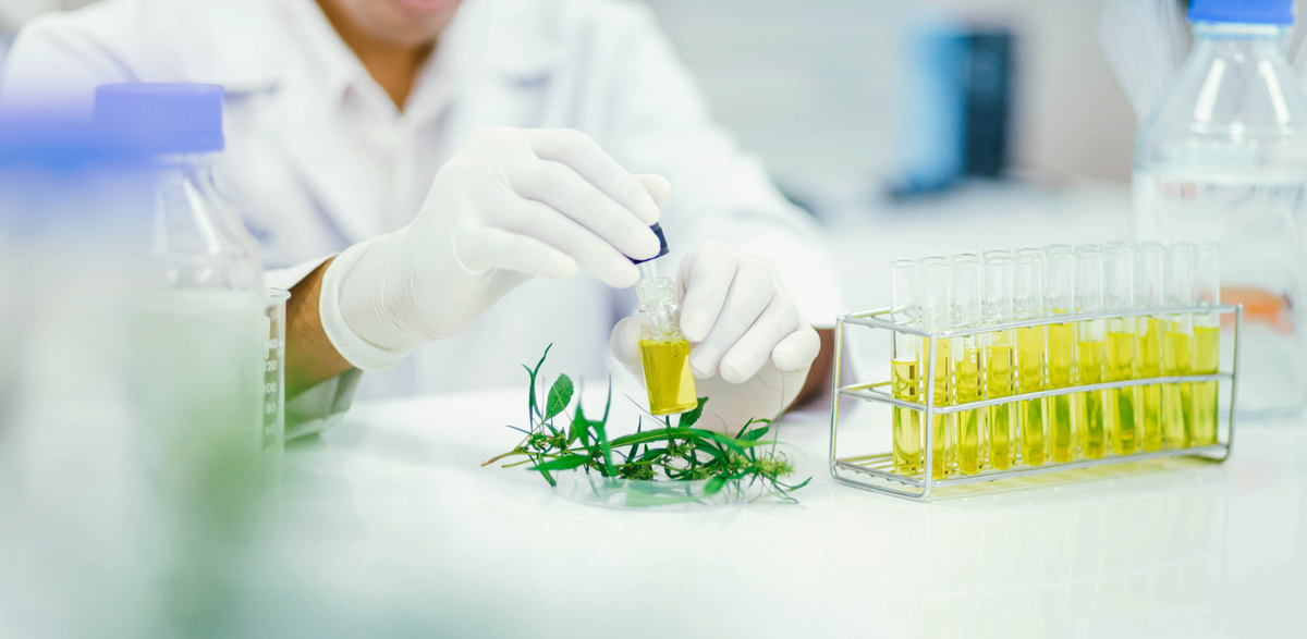 Scientist in the Laboratory Testing Oil Extracted from a Plant 