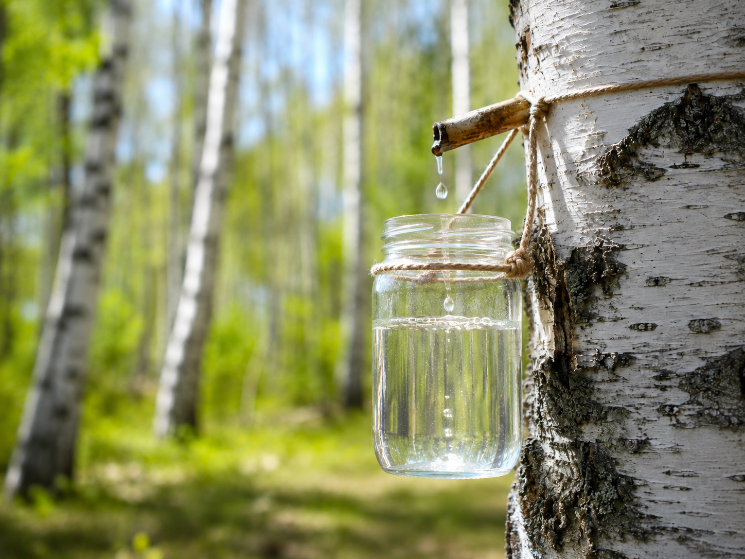 Birch sap harvest, source of plant sap